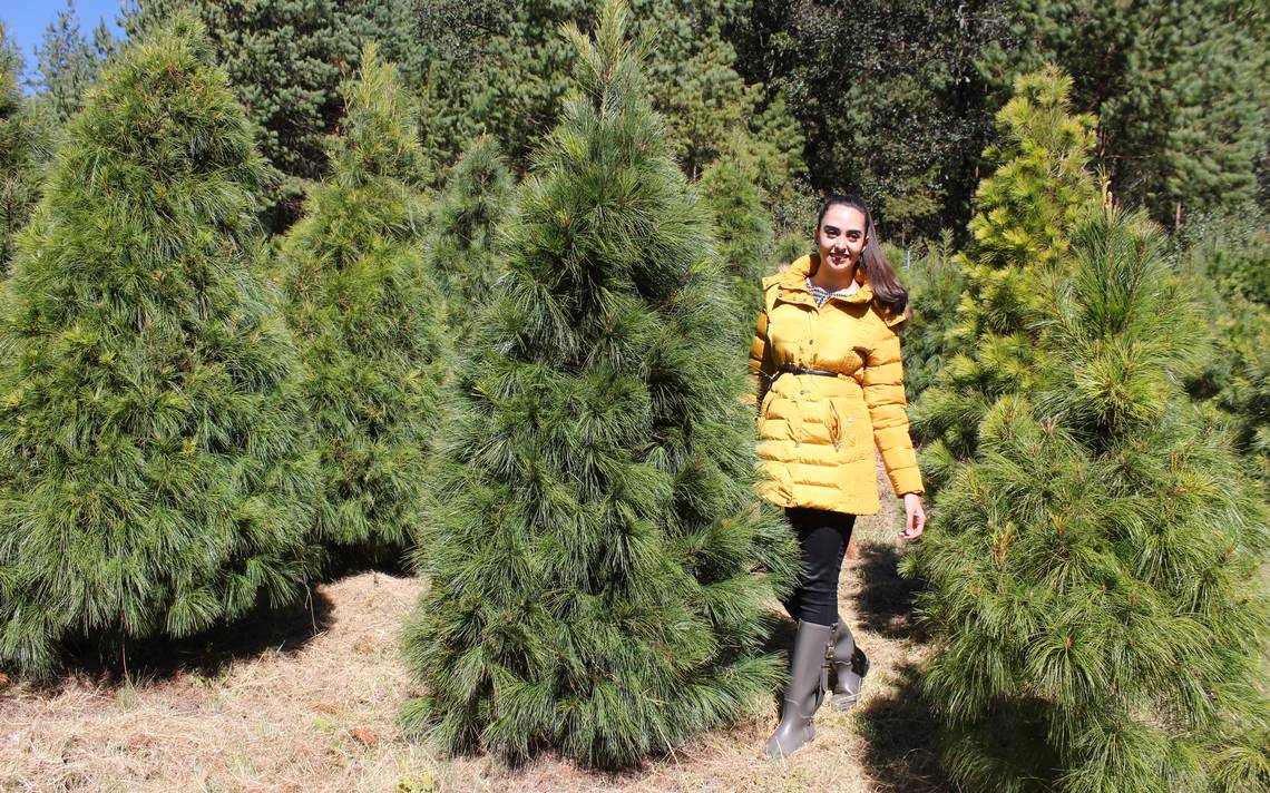 Cinco lugares donde cortar y comprar un árbol de Navidad natural en Puebla  - El Sol de Puebla | Noticias Locales, Policiacas, sobre México, Puebla y  el Mundo