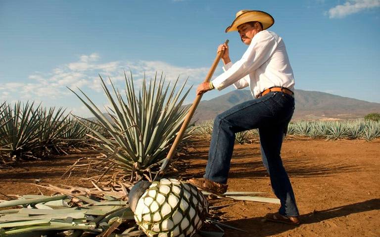 Un vistazo a Tequila, el emblemático pueblo mágico de Jalisco - El Sol de  Puebla | Noticias Locales, Policiacas, sobre México, Puebla y el Mundo