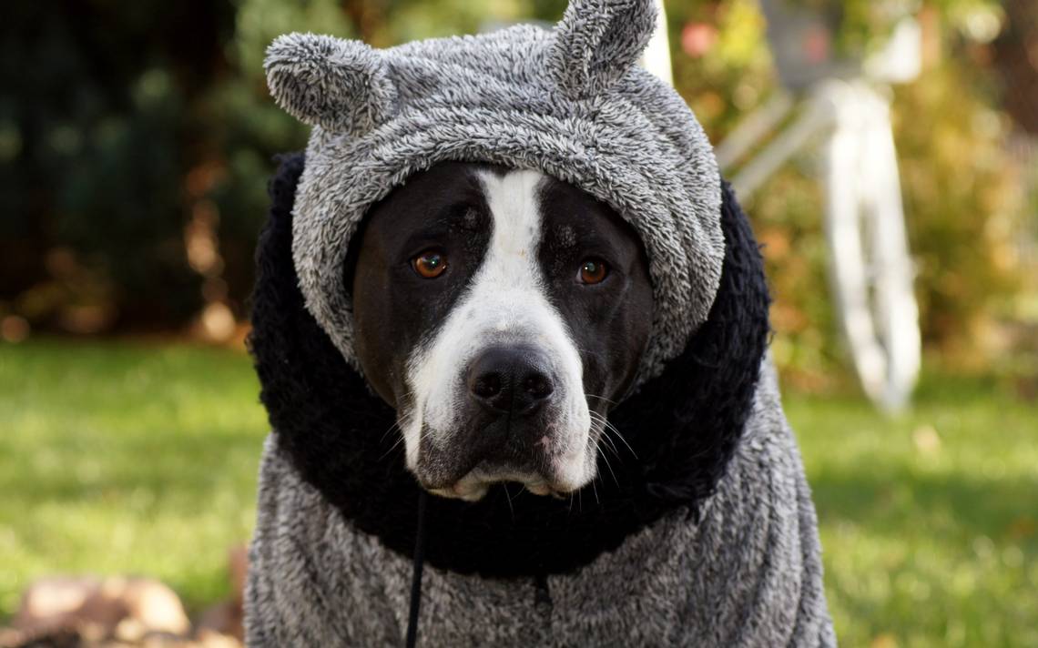 Frío? Consejos para elegir la ropa de abrigo para tu perro en este invierno  - El Sol de Puebla