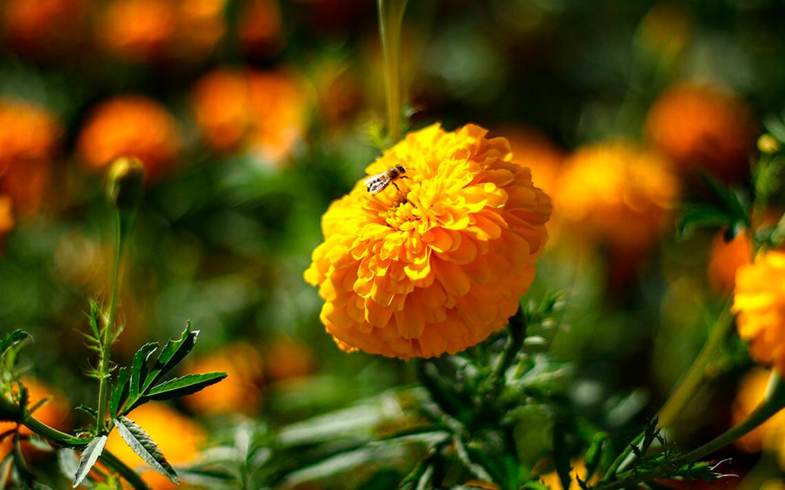 Sabías que la flor de cempasúchil tiene propiedades medicinales? Te  contamos cuáles son - El Sol de Puebla | Noticias Locales, Policiacas,  sobre México, Puebla y el Mundo