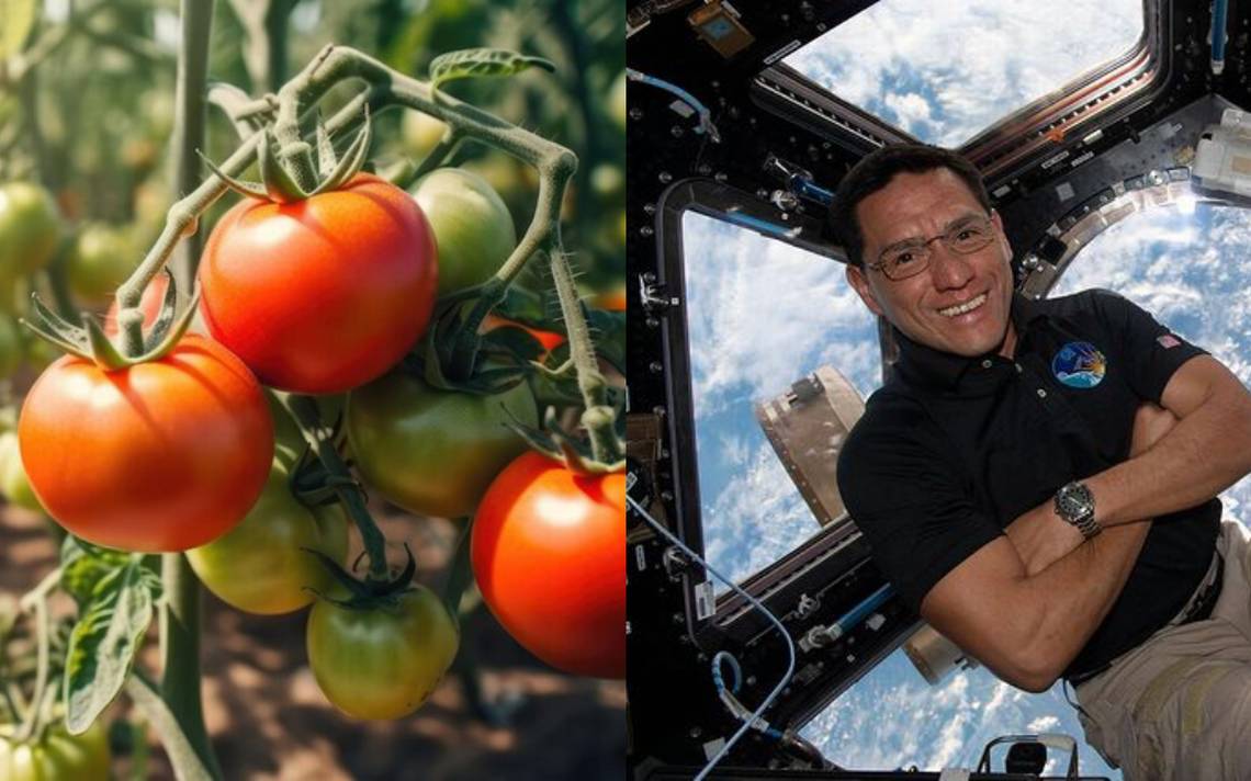 NASA: Hanno localizzato il primo pomodoro raccolto nello spazio, dopo che era scomparso: El Sol de Puebla