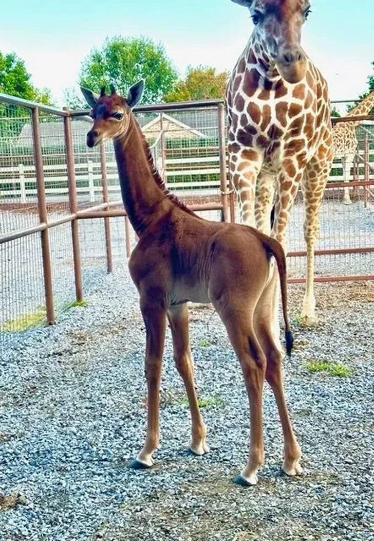 Nace extraña jirafa en un zoológico en EE.UU.