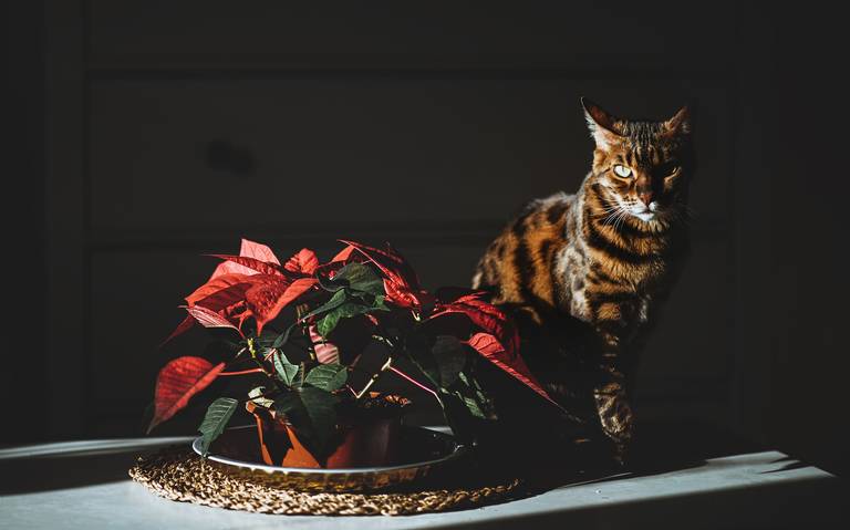 Flor de Nochebuena es tóxica para los gatos? Esto es lo que debes saber -  El Sol de Puebla | Noticias Locales, Policiacas, sobre México, Puebla y el  Mundo