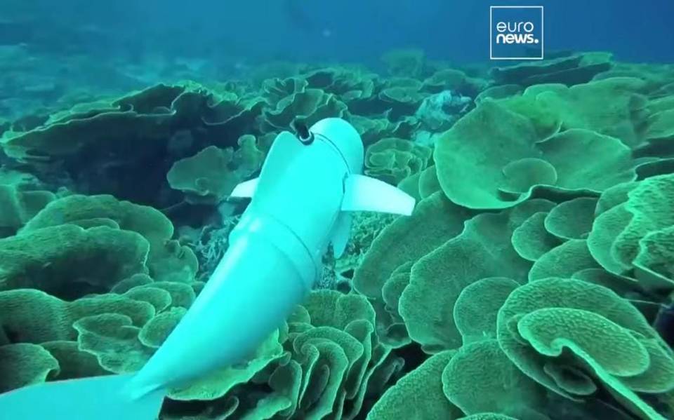 Belle: Conoce el robot en forma de pez que ha logrado explorar el fondo del  océano [Video] - El Sol de Puebla