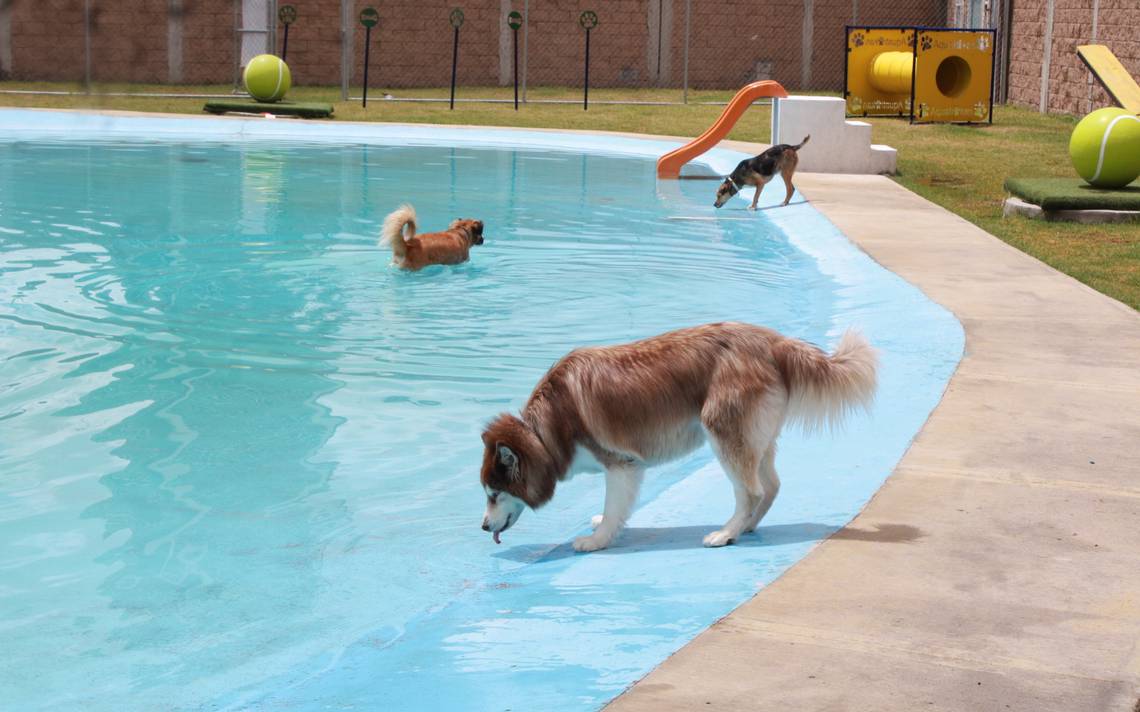 Aquatikan: El primer parque acuático para perros en el país está en Puebla  ¡conócelo! - El Sol de Puebla