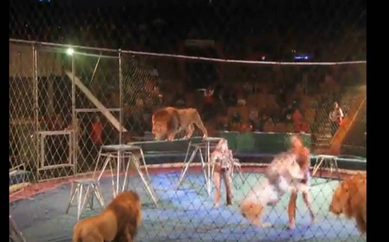 Top 55+ imagen leones de circo atacan a su entrenador