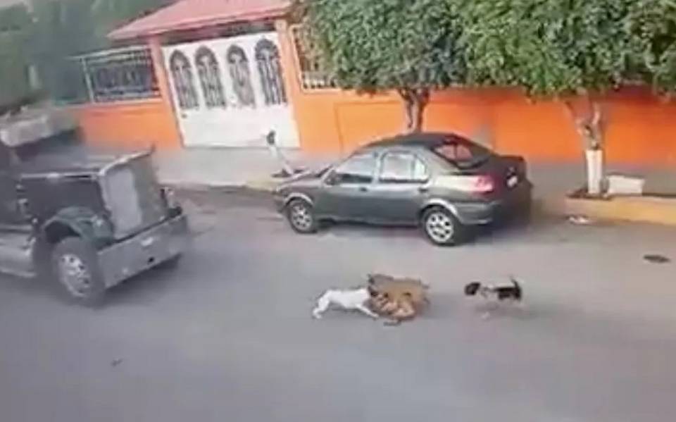 Conductor de camión atropella a cinco perros 