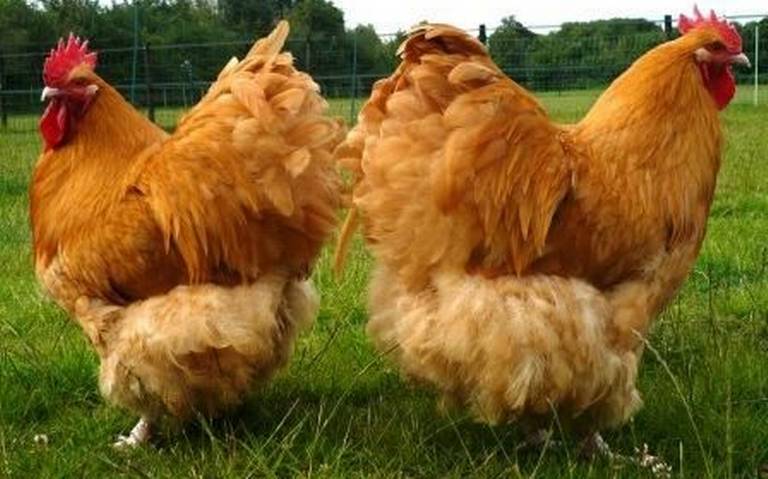 Desabasto de pollo en Puebla por gripe aviar - El Sol de Puebla | Noticias  Locales, Policiacas, sobre México, Puebla y el Mundo