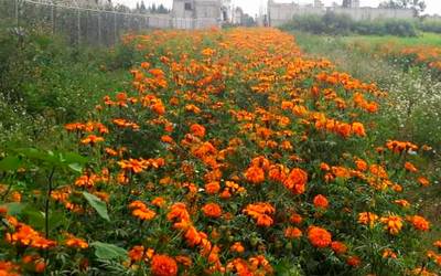 Campos de San Pedro Cholula se visten de naranja; inicia producción de flor  de cempasúchil Día de Muertos Covid-19 - El Sol de Puebla | Noticias  Locales, Policiacas, sobre México, Puebla y