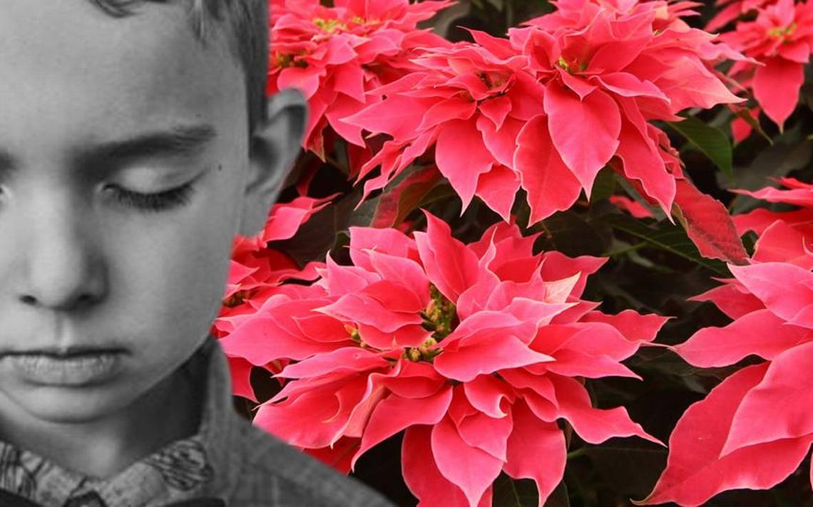 Leyendas de Puebla: La flor de Nochebuena que nació de las lágrimas de un  niño - El Sol de Puebla | Noticias Locales, Policiacas, sobre México,  Puebla y el Mundo