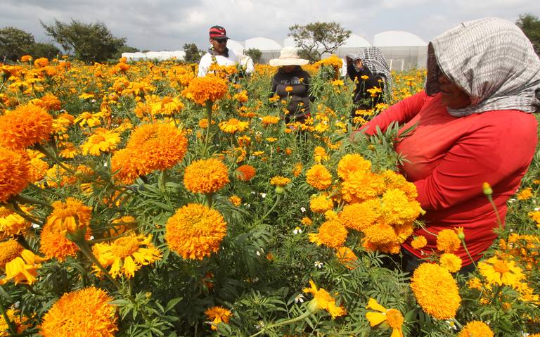 Alistan 300 toneladas de flor de cempasúchil en región de Texmelucan - El  Sol de Puebla | Noticias Locales, Policiacas, sobre México, Puebla y el  Mundo