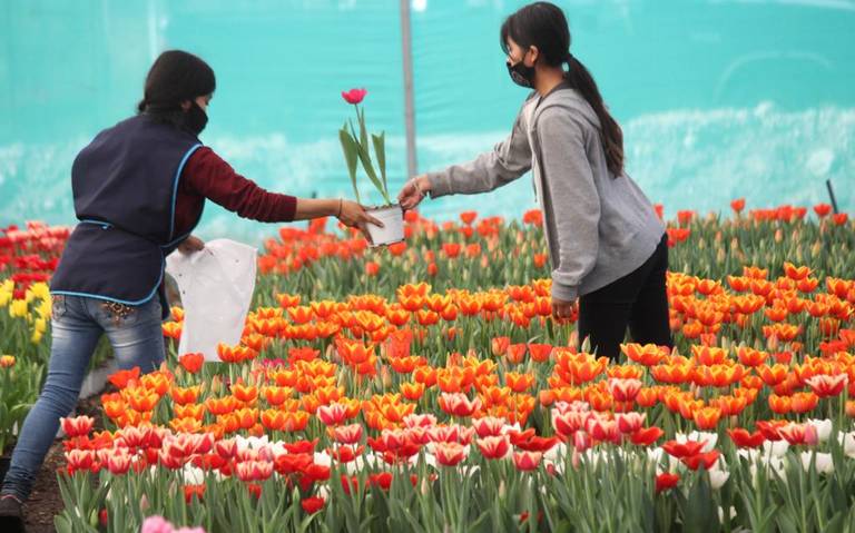 Venta de tulipanes, esperanza de productores atlixquenses Puebla economia finanzas Atlixco - El de Puebla Noticias Locales, Policiacas, sobre México, y el Mundo