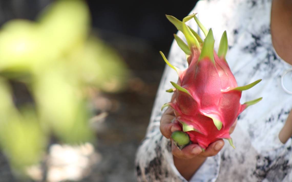 Pitahaya: Pobladores de Xochitlán ven en esta fruta una esperanza de mejora  - El Sol de Puebla | Noticias Locales, Policiacas, sobre México, Puebla y  el Mundo