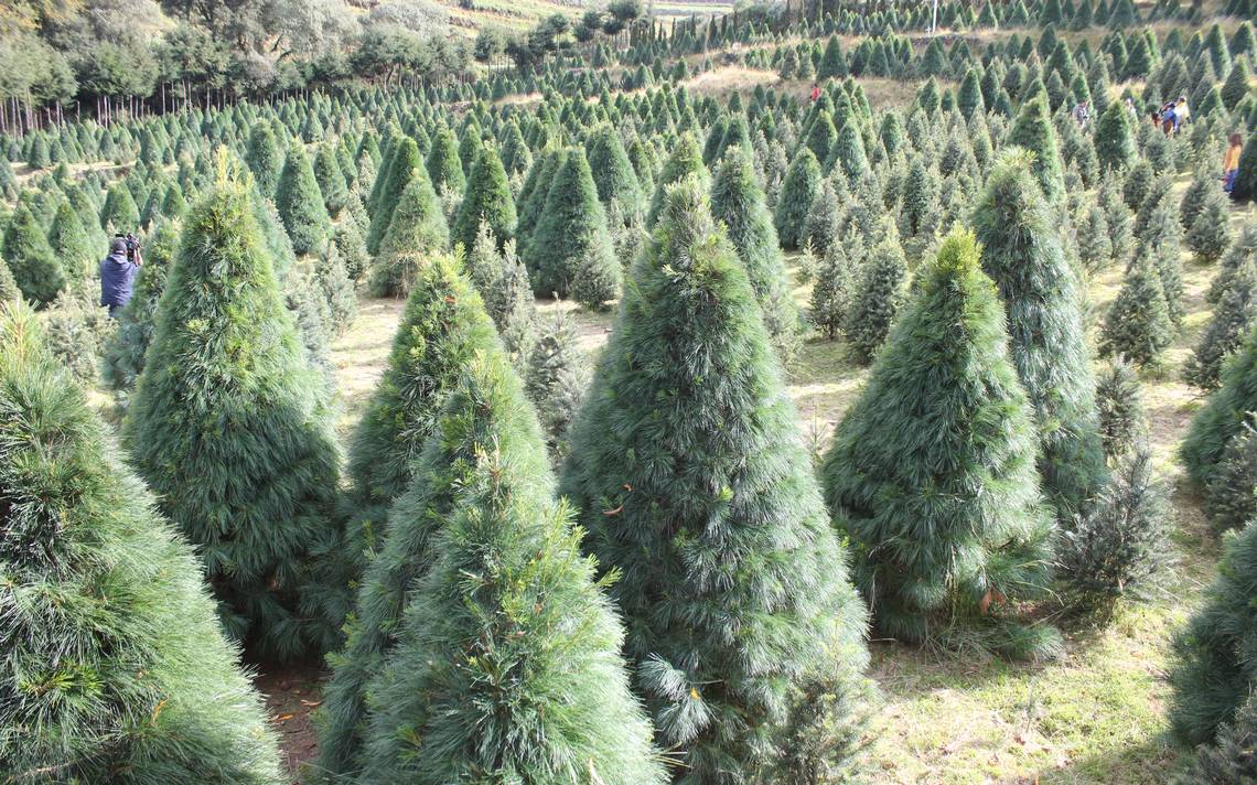 Árboles navideños naturales, una alternativa sustentable Puebla - El Sol de  Puebla | Noticias Locales, Policiacas, sobre México, Puebla y el Mundo