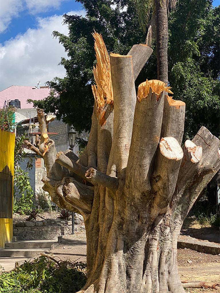Talan árboles centenarios en vialidades de La Galarza - El Sol de Puebla |  Noticias Locales, Policiacas, sobre México, Puebla y el Mundo