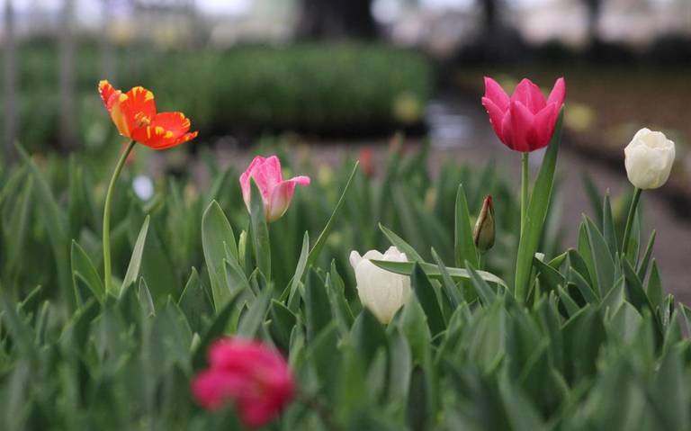 Más de 150 mil tulipanes se han cultivado en Atlixco para esta temporada -  El Sol de Puebla | Noticias Locales, Policiacas, sobre México, Puebla y el  Mundo