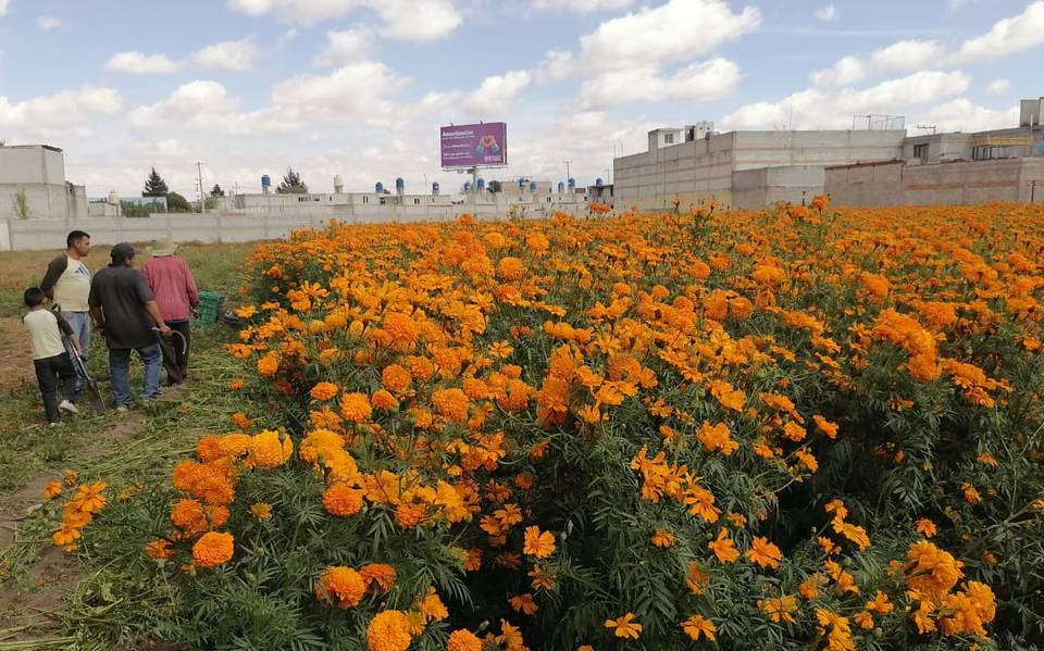 Flor de cempasúchil de China abarata precios de productores locales en  Puebla - El Sol de Puebla | Noticias Locales, Policiacas, sobre México,  Puebla y el Mundo