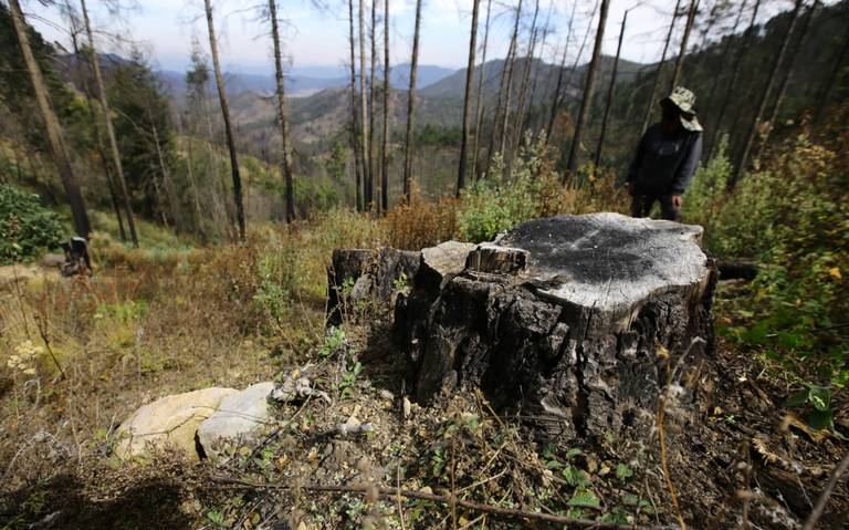 Falta de permisos provoca la tala ilegal de árboles en Puebla: CNIM - El  Sol de Puebla | Noticias Locales, Policiacas, sobre México, Puebla y el  Mundo